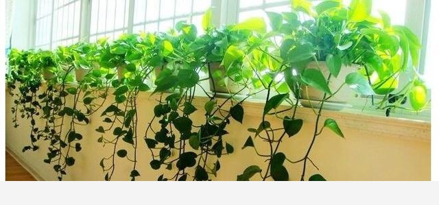 怎麼才能讓黃金葛的葉子越長越大？-聚秀花園中心的回答