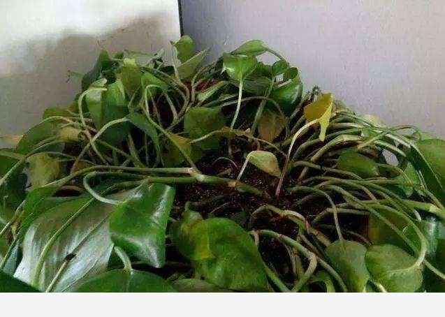 怎麼才能讓黃金葛的葉子越長越大？-聚秀花園中心的回答