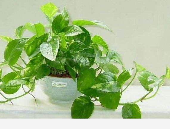 怎麼才能讓黃金葛的葉子越長越大？-聚秀花園中心的回答
