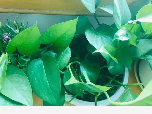 家裡黃金葛葉子莖部呈現黑褐色是什麼原因？-養花世界的回答