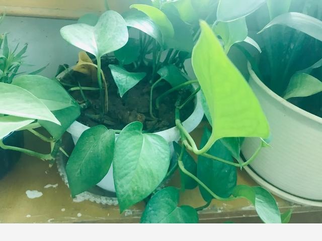 家裡黃金葛葉子莖部呈現黑褐色是什麼原因？-養花世界的回答