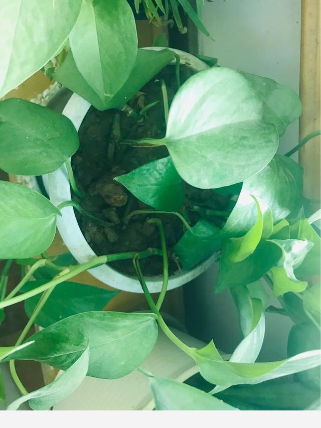 家裡黃金葛葉子莖部呈現黑褐色是什麼原因？-養花世界的回答