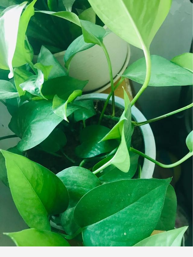 家裡黃金葛葉子莖部呈現黑褐色是什麼原因？-養花世界的回答