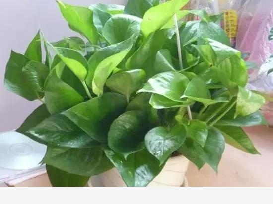家裡黃金葛葉子莖部呈現黑褐色是什麼原因？-張張7619的回答