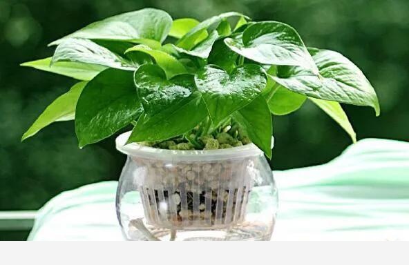 家裡黃金葛葉子莖部呈現黑褐色是什麼原因？-多肉小婷的回答