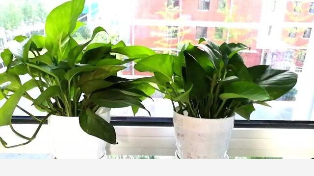 黃金葛怎樣把根長直?1一？-樂享生活阿蓮的回答