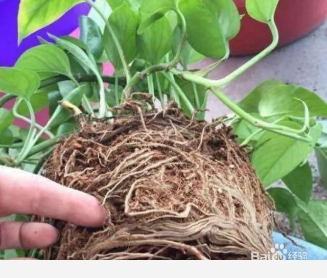 黃金葛怎樣把根長直?1一？-濤聲依舊II的回答