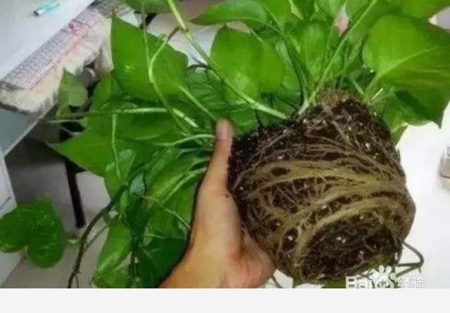 黃金葛怎樣把根長直?1一？-濤聲依舊II的回答
