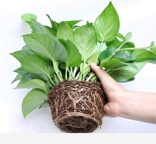 黃金葛怎樣把根長直?1一？-夜雨時的回答