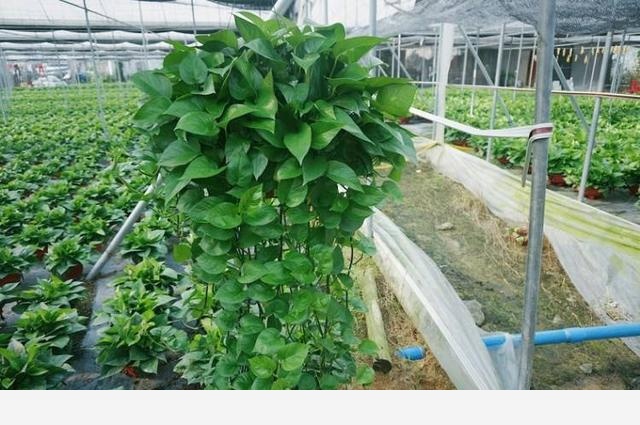 黃金葛怎樣把根長直?1一？-小意品人生的回答