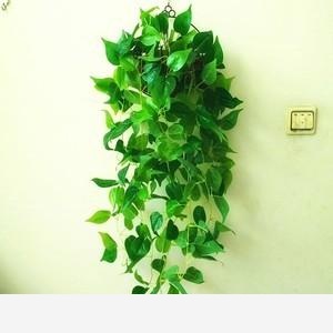 黃金葛怎樣把根長直?1一？-小意品人生的回答