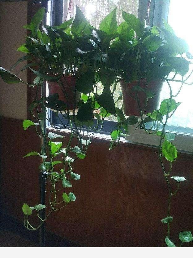 黃金葛怎樣把根長直?1一？-小意品人生的回答