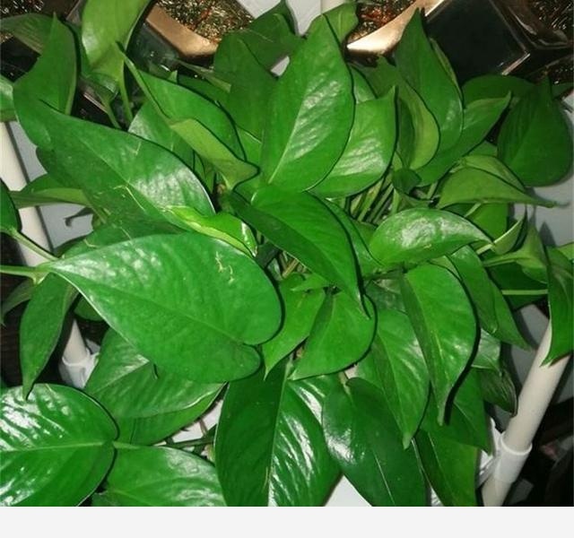 黃金葛怎樣把根長直?1一？-姊妹毛球的回答