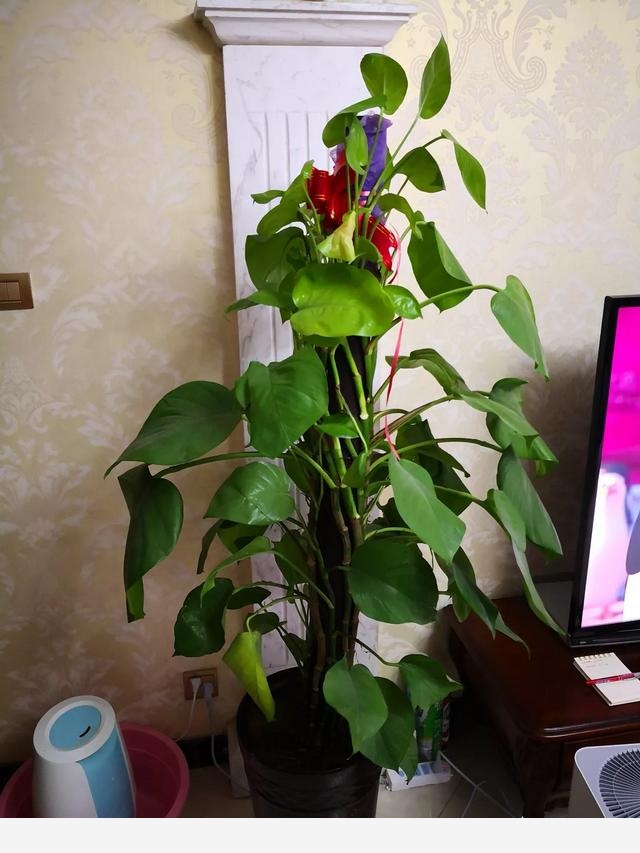 同樣的環境，一起澆水，一株黃金葛葉片發黃且變蔫，另一株依然茂盛，是不是得病了？這該怎麼處理？-藝卉館的回答