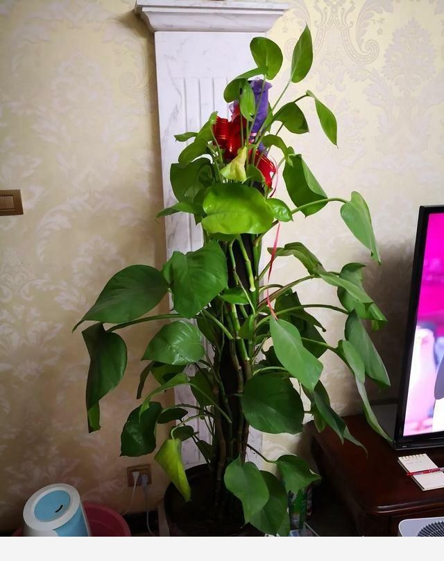同樣的環境，一起澆水，一株黃金葛葉片發黃且變蔫，另一株依然茂盛，是不是得病了？這該怎麼處理？-花卉網的回答