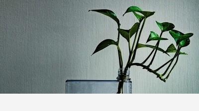 這黃金葛是什麼病？-農姑涼子的回答