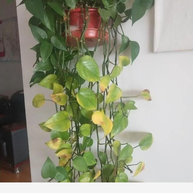 這黃金葛是什麼病？-梅蘭竹菊張三丰的回答