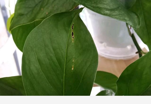 黃金葛葉子有裂傷是怎麼回事？-小粉絲園藝的回答