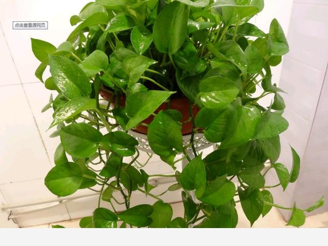 黃金葛葉子有裂傷是怎麼回事？-小粉絲園藝的回答