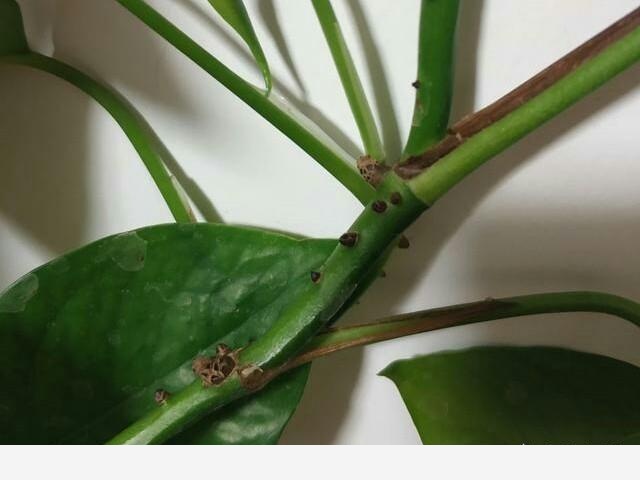 黃金葛起了小疙瘩，是病蟲害嗎？該怎麼辦？-園藝印象的回答