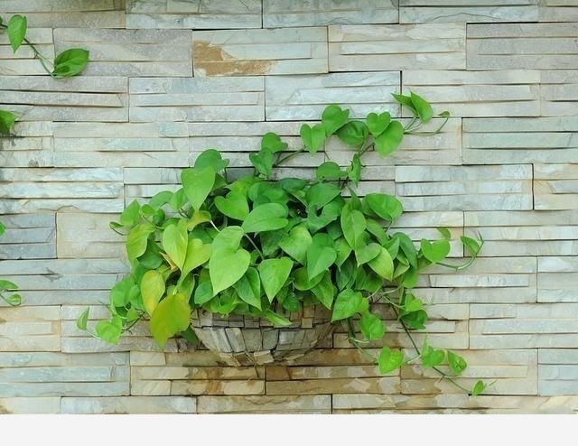 水培黃金葛長白斑了怎麼辦？-芷若工作室的回答