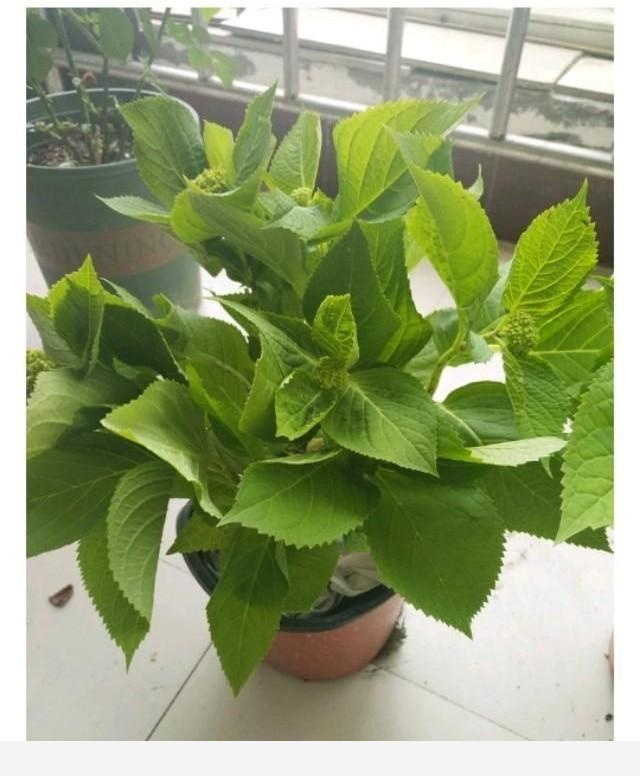 水培黃金葛長白斑了怎麼辦？-芷若工作室的回答