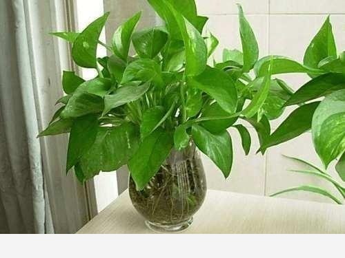 水培黃金葛長白斑了怎麼辦？-芷若工作室的回答