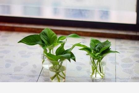 黃金葛卷葉是怎麼回事？-養花大全的回答