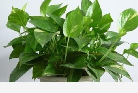 黃金葛卷葉是怎麼回事？-養花大全的回答