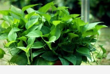 黃金葛卷葉是怎麼回事？-養花大全的回答