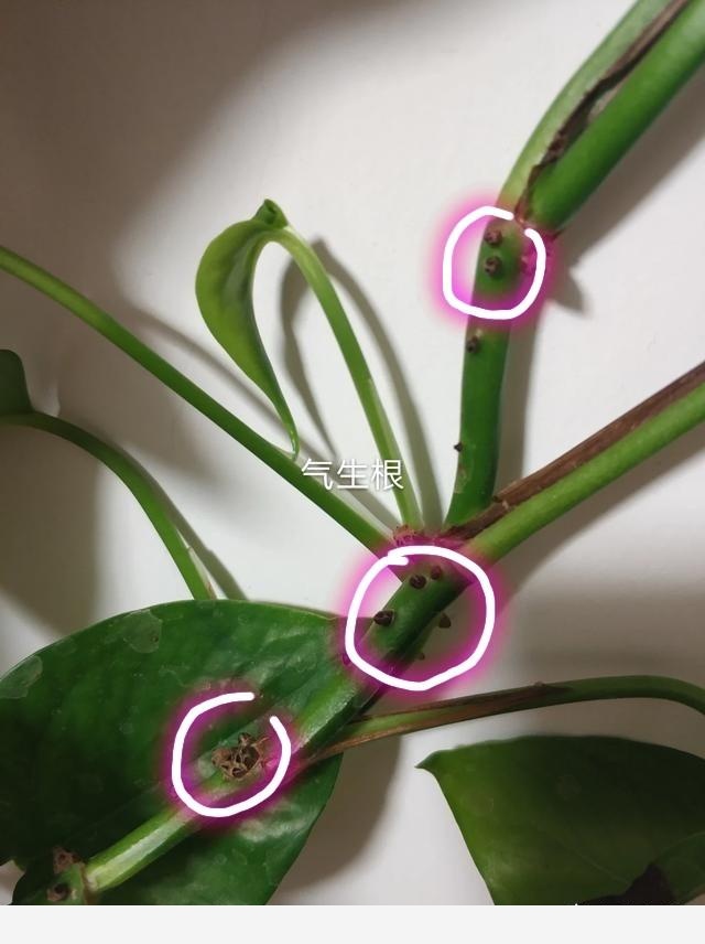 黃金葛起了小疙瘩，是病蟲害嗎？該怎麼辦？-花之顛的回答