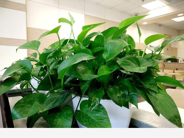 黃金葛起了小疙瘩，是病蟲害嗎？該怎麼辦？-花之顛的回答