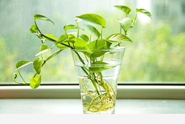 黃金葛起了小疙瘩，是病蟲害嗎？該怎麼辦？-花之顛的回答