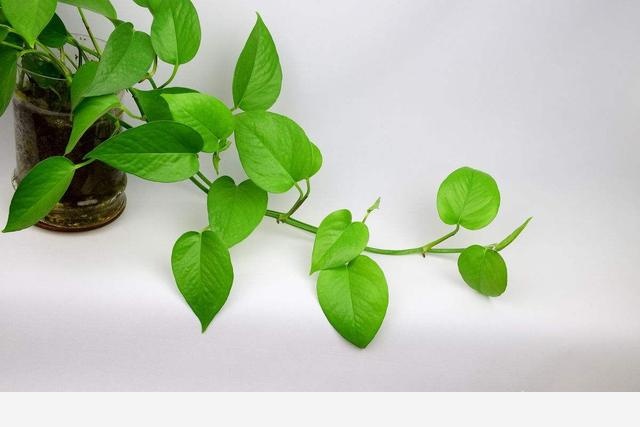 黃金葛起了小疙瘩，是病蟲害嗎？該怎麼辦？-花之顛的回答