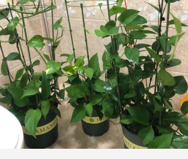 黃金葛卷葉是怎麼回事？-養花匠小齊的回答