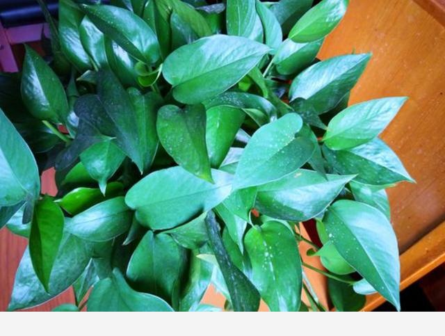 黃金葛卷葉是怎麼回事？-養花匠小齊的回答