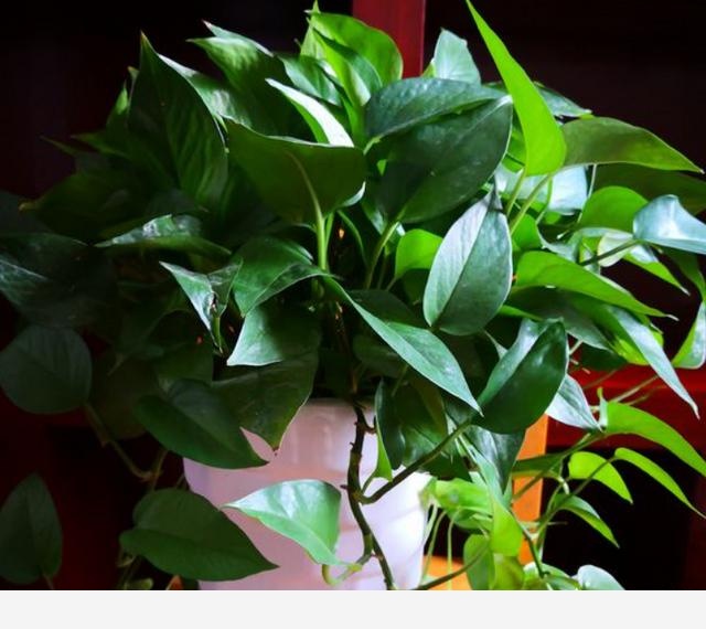 黃金葛卷葉是怎麼回事？-養花匠小齊的回答