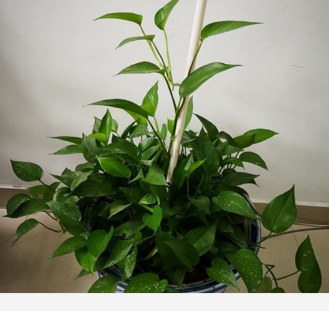 黃金葛卷葉是怎麼回事？-養花匠小齊的回答