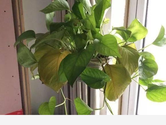黃金葛卷葉是怎麼回事？-花卉妹妹的回答