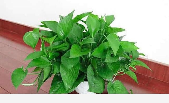 黃金葛卷葉是怎麼回事？-花卉妹妹的回答