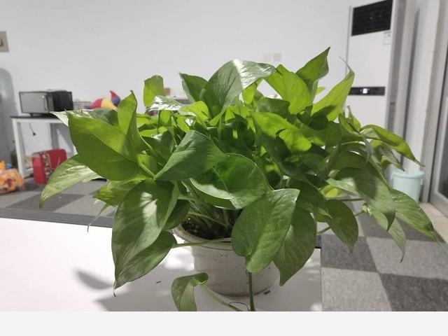 黃金葛卷葉是怎麼回事？-花卉妹妹的回答