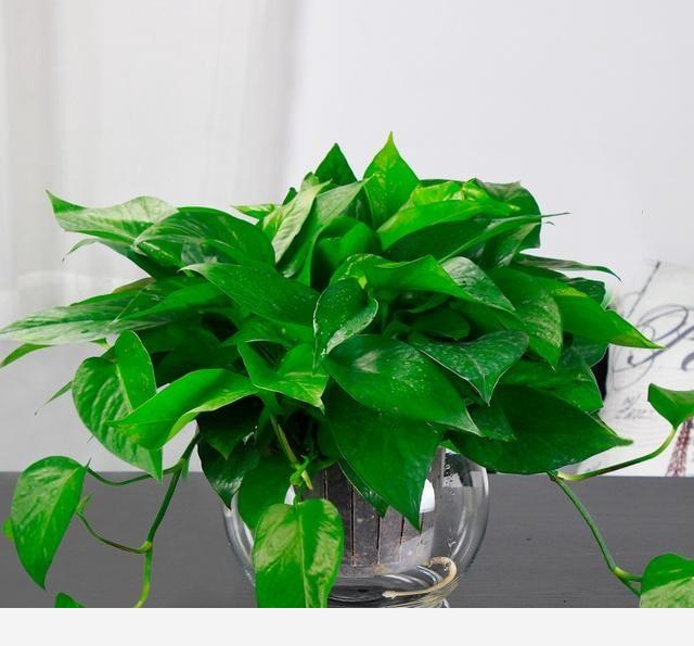黃金葛卷葉是怎麼回事？-花卉妹妹的回答
