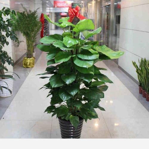 黃金葛卷葉是怎麼回事？-快樂波仔的回答
