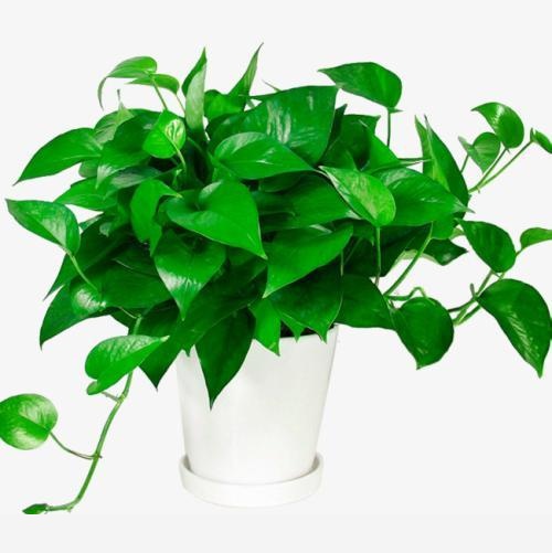 黃金葛卷葉是怎麼回事？-快樂波仔的回答