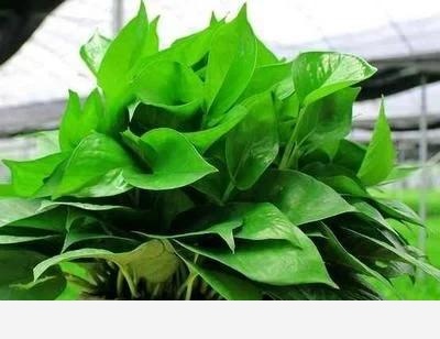 黃金葛卷葉是怎麼回事？-風趣兵哥戶外行的回答