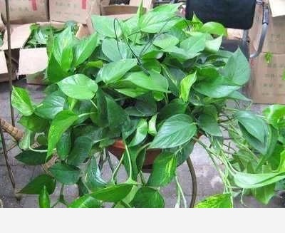 黃金葛卷葉是怎麼回事？-風趣兵哥戶外行的回答