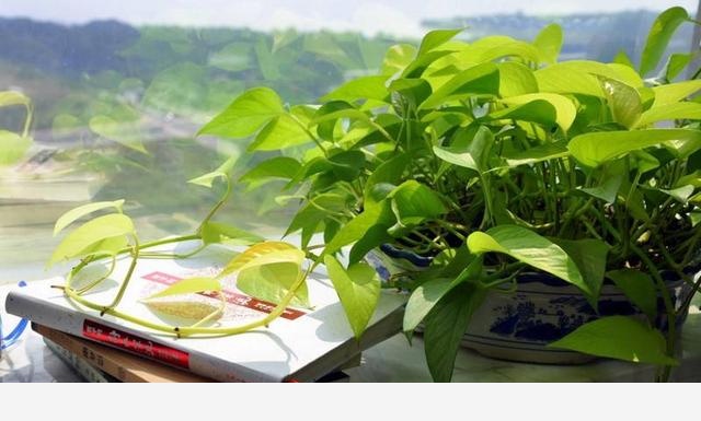 黃金葛不缺水、通風好、光照可以，怎麼還黃葉？-醉美侗鄉阿妹的回答