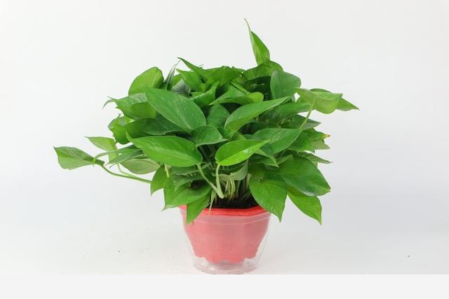 黃金葛爛根怎麼辦？-sheBlief的回答