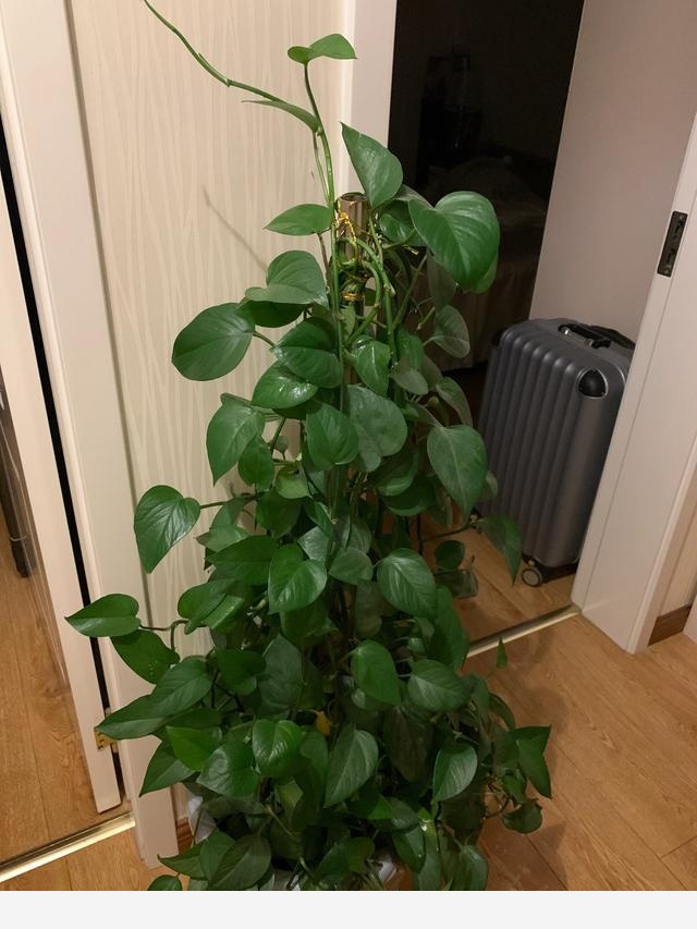 室內黃金葛怎麼老是黃葉子，怎麼處理？-行走的美好aa的回答