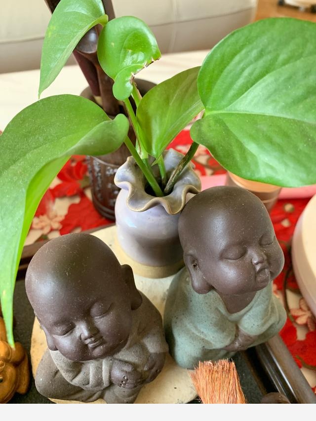 室內黃金葛怎麼老是黃葉子，怎麼處理？-行走的美好aa的回答